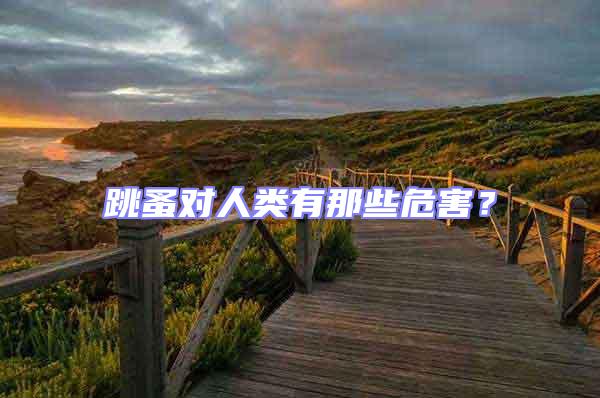 跳蚤對(duì)人類(lèi)有那些危害?