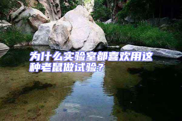 為什么實驗室都喜歡用這種老鼠做試驗?