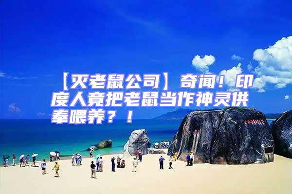 【滅老鼠公司】奇聞!印度人竟把老鼠當作神靈供奉喂養?!