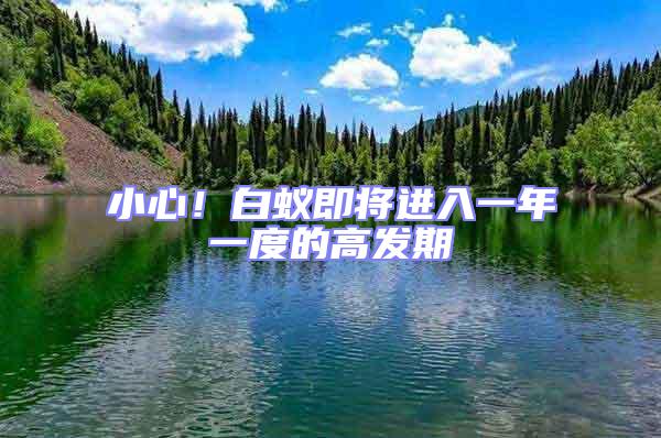 小心!白蟻即將進入一年一度的高發期