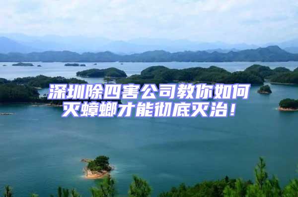 深圳除四害公司教你如何滅蟑螂才能徹底滅治！