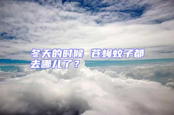冬天的時候 蒼蠅蚊子都去哪兒了？