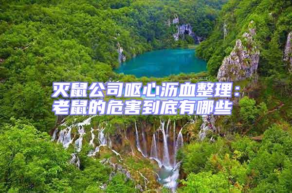 滅鼠公司嘔心瀝血整理:老鼠的危害到底有哪些