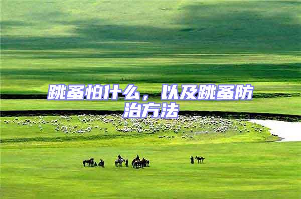 跳蚤怕什么，以及跳蚤防治方法