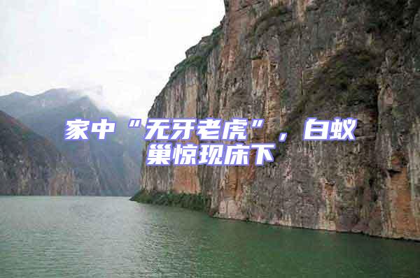 家中“無(wú)牙老虎”，白蟻巢驚現(xiàn)床下