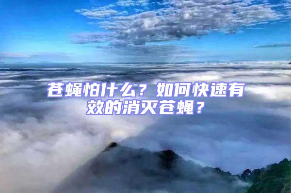 蒼蠅怕什么？如何快速有效的消滅蒼蠅？