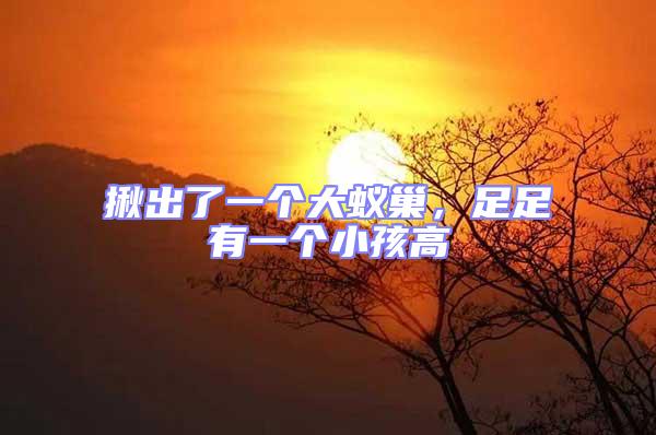 揪出了一個大蟻巢,足足有一個小孩高