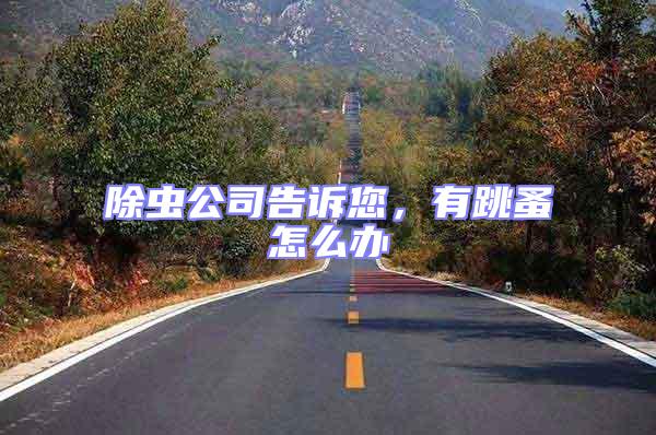 除蟲公司告訴您,有跳蚤怎么辦