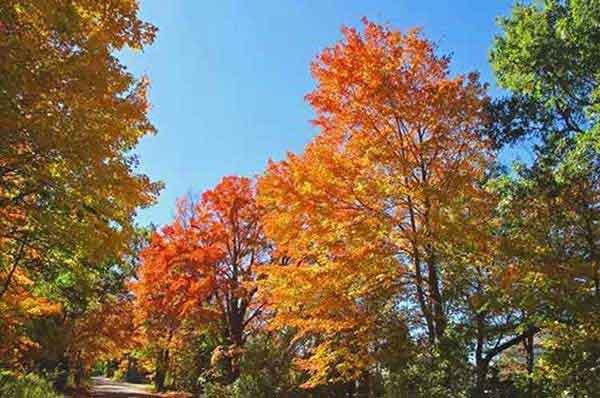 深圳殺蟲公司提示:四害密度監(jiān)測有幾種?