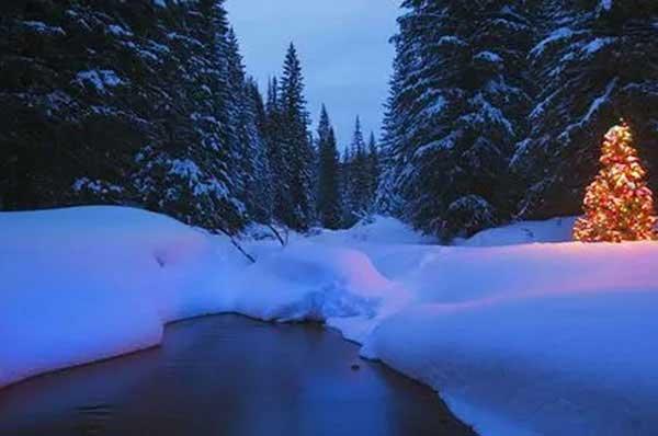 殺蟲公司要的就是干脆,不能太過于猶豫