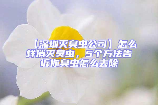 【深圳滅臭蟲公司】怎么樣消滅臭蟲,5個方法告訴你臭蟲怎么去除
