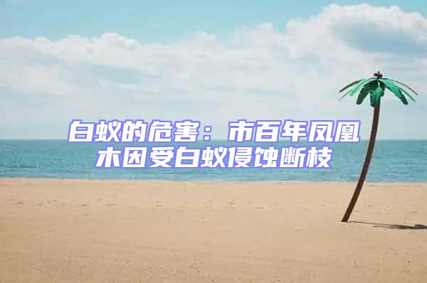 白蟻的危害:市百年鳳凰木因受白蟻侵蝕斷枝