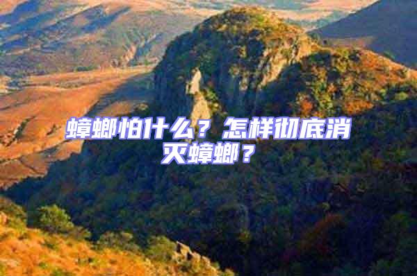 蟑螂怕什么?怎樣徹底消滅蟑螂?