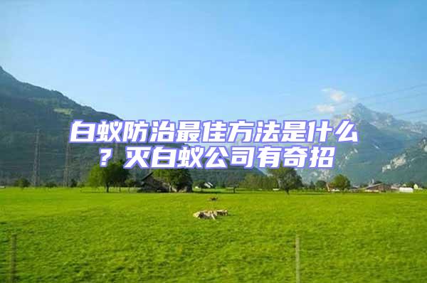 白蟻防治最佳方法是什么？滅白蟻公司有奇招