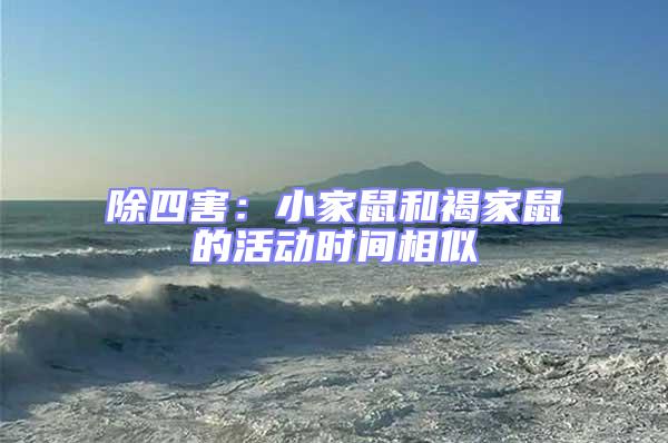 除四害:小家鼠和褐家鼠的活動時間相似
