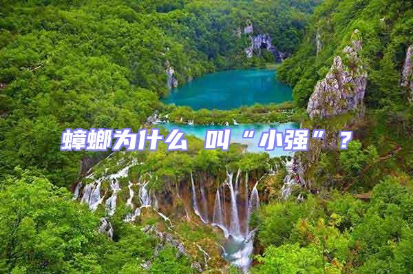 蟑螂為什么 叫“小強(qiáng)”？