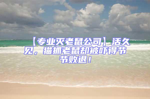【專業(yè)滅老鼠公司】活久見(jiàn)，貓抓老鼠卻被嚇得節(jié)節(jié)敗退！