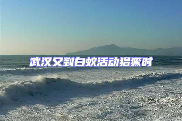 武漢又到白蟻活動(dòng)猖獗時(shí)