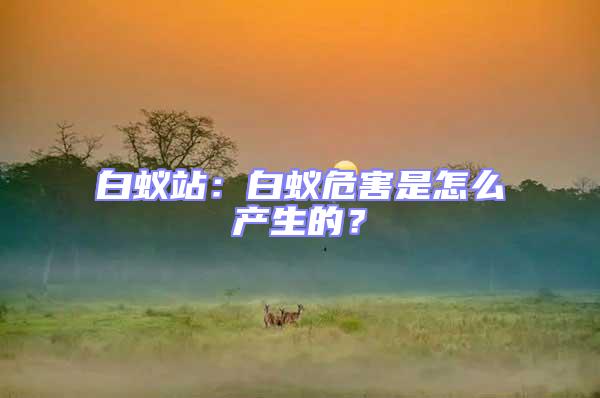 白蟻站:白蟻危害是怎么產生的?