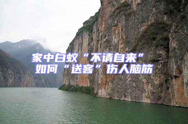 家中白蟻“不請自來” 如何“送客”傷人腦筋