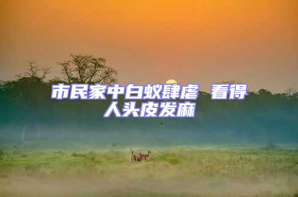 市民家中白蟻肆虐 看得人頭皮發麻