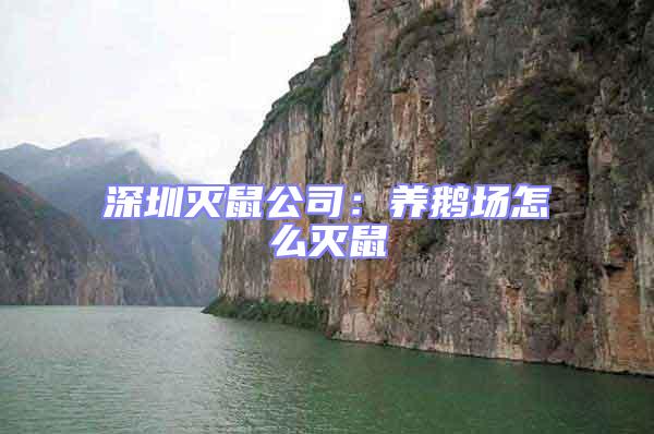 深圳滅鼠公司:養(yǎng)鵝場(chǎng)怎么滅鼠