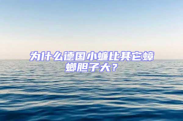 為什么德國小蠊比其它蟑螂膽子大?