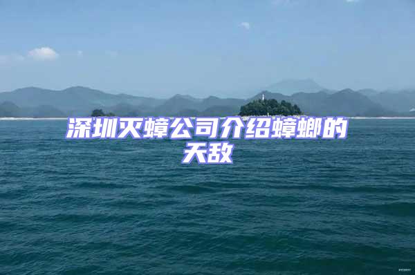 深圳滅蟑公司介紹蟑螂的天敵