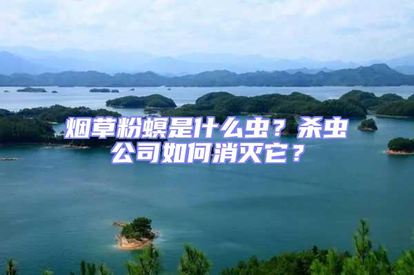 煙草粉螟是什么蟲？殺蟲公司如何消滅它？