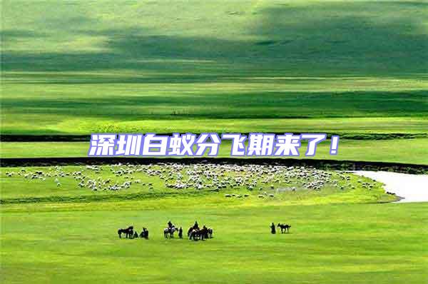 深圳白蟻分飛期來了!