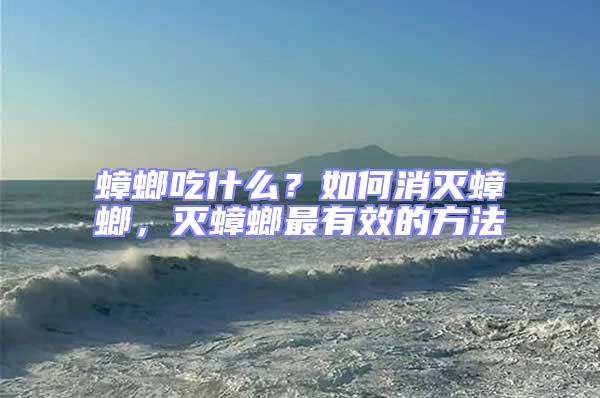 蟑螂吃什么？如何消滅蟑螂，滅蟑螂最有效的方法