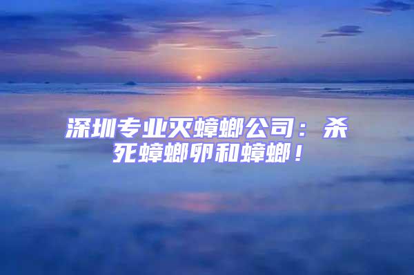 深圳專業滅蟑螂公司：殺死蟑螂卵和蟑螂！