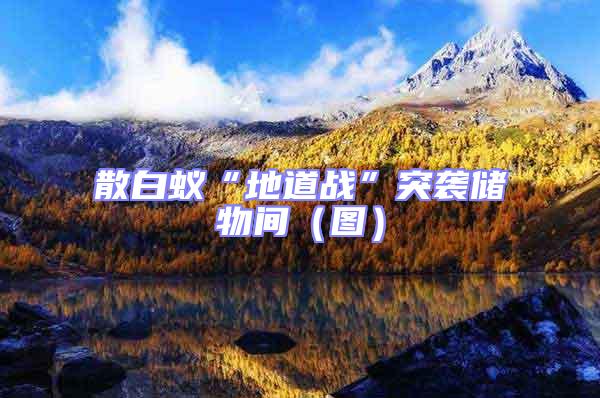 散白蟻“地道戰”突襲儲物間(圖)