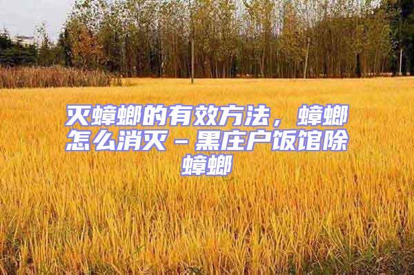 滅蟑螂的有效方法,蟑螂怎么消滅–黑莊戶飯館除蟑螂