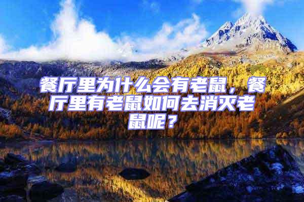餐廳里為什么會有老鼠，餐廳里有老鼠如何去消滅老鼠呢？