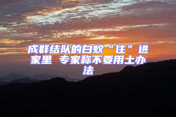 成群結隊的白蟻“住”進家里 專家稱不要用土辦法