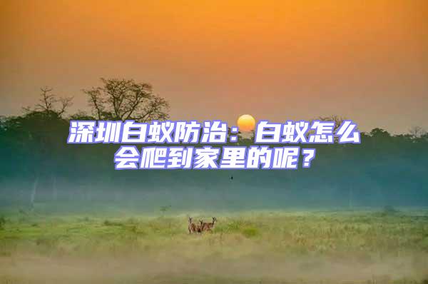 深圳白蟻防治：白蟻怎么會爬到家里的呢？