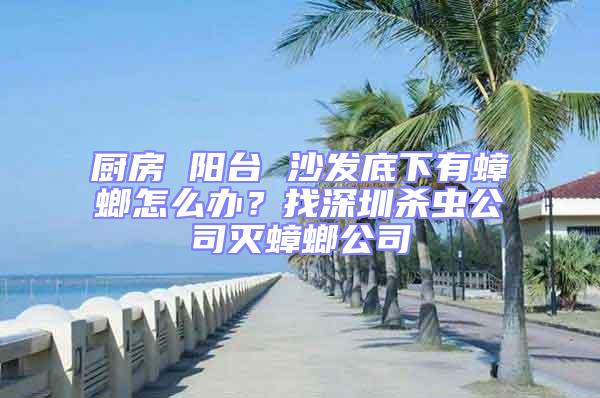 廚房 陽臺 沙發(fā)底下有蟑螂怎么辦?找深圳殺蟲公司滅蟑螂公司