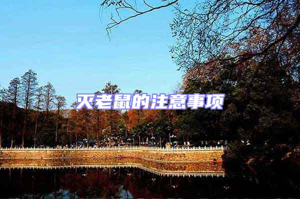 滅老鼠的注意事項