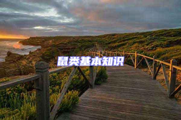鼠類(lèi)基本知識(shí)