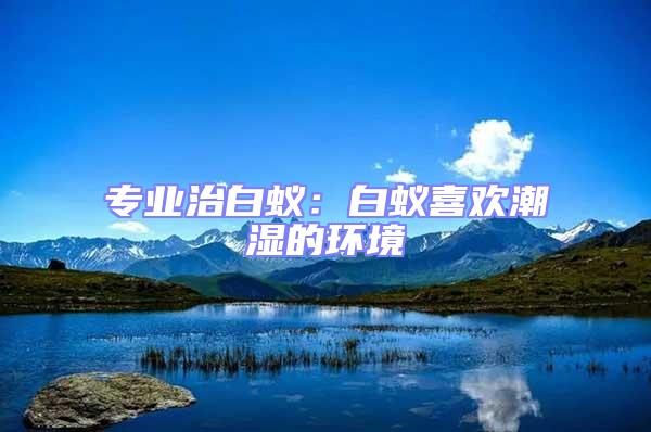 專業(yè)治白蟻:白蟻喜歡潮濕的環(huán)境