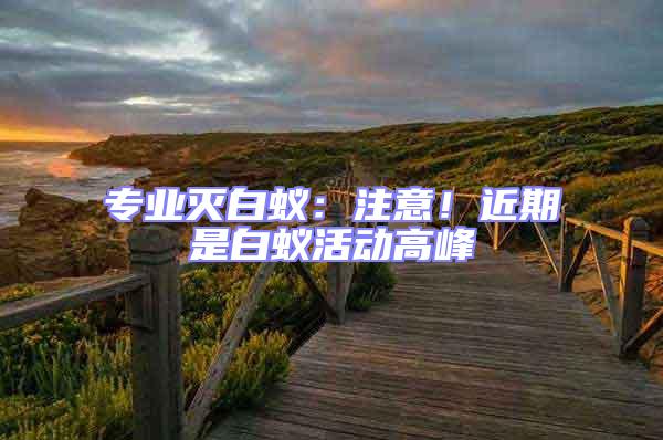 專業滅白蟻:注意!近期是白蟻活動高峰