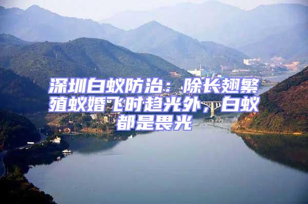 深圳白蟻防治:除長(zhǎng)翅繁殖蟻婚飛時(shí)趨光外,白蟻都是畏光