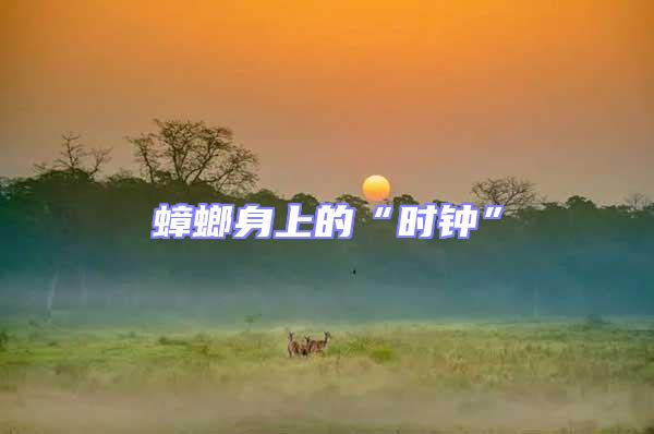 蟑螂身上的“時(shí)鐘”