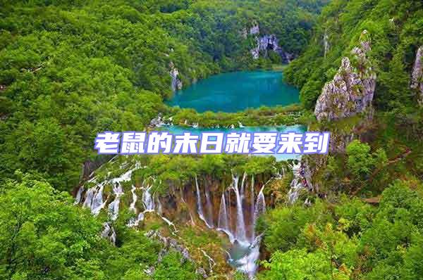 老鼠的末日就要來到