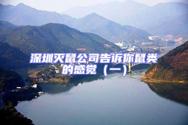 深圳滅鼠公司告訴你鼠類的感覺(一)