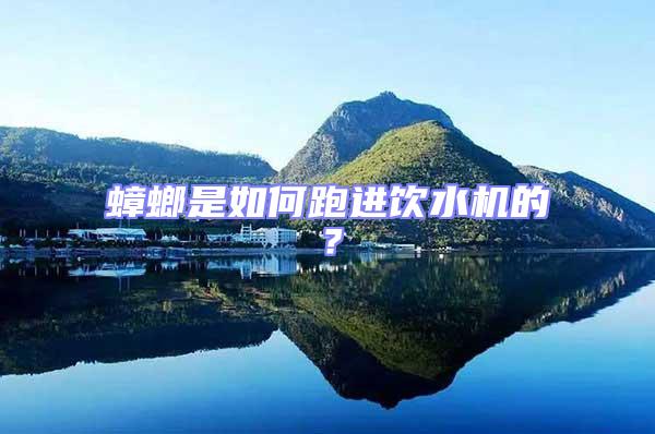 蟑螂是如何跑進(jìn)飲水機(jī)的?