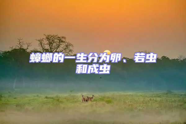 蟑螂的一生分為卵、若蟲和成蟲