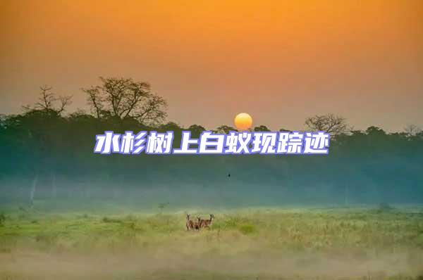 水杉樹上白蟻現蹤跡