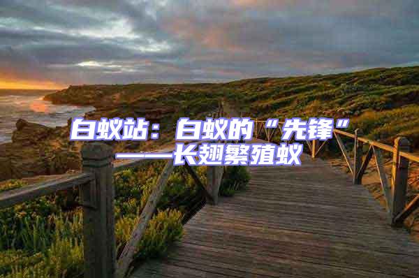 白蟻站:白蟻的“先鋒”——長翅繁殖蟻